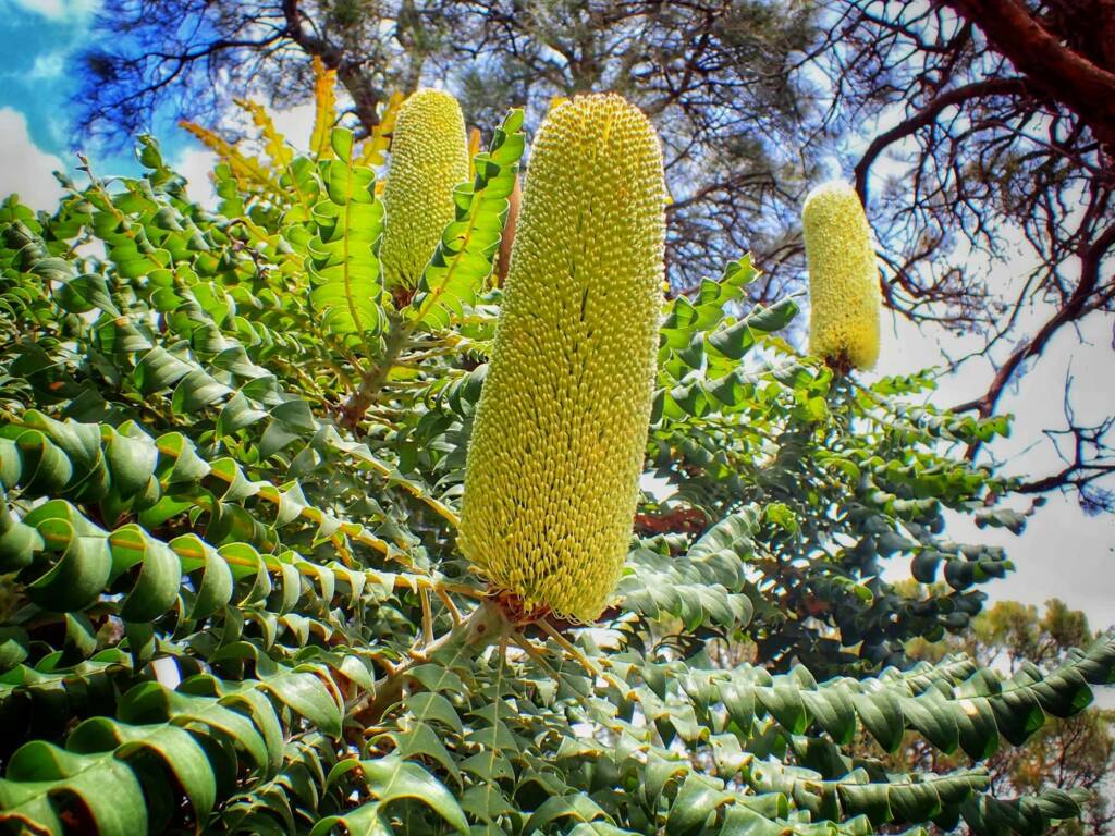 Banksia grandis (Bull Banksia), Great Southern Region WA © Terry Dunham
