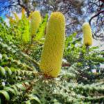 Banksia grandis (Bull Banksia), Great Southern Region WA © Terry Dunham