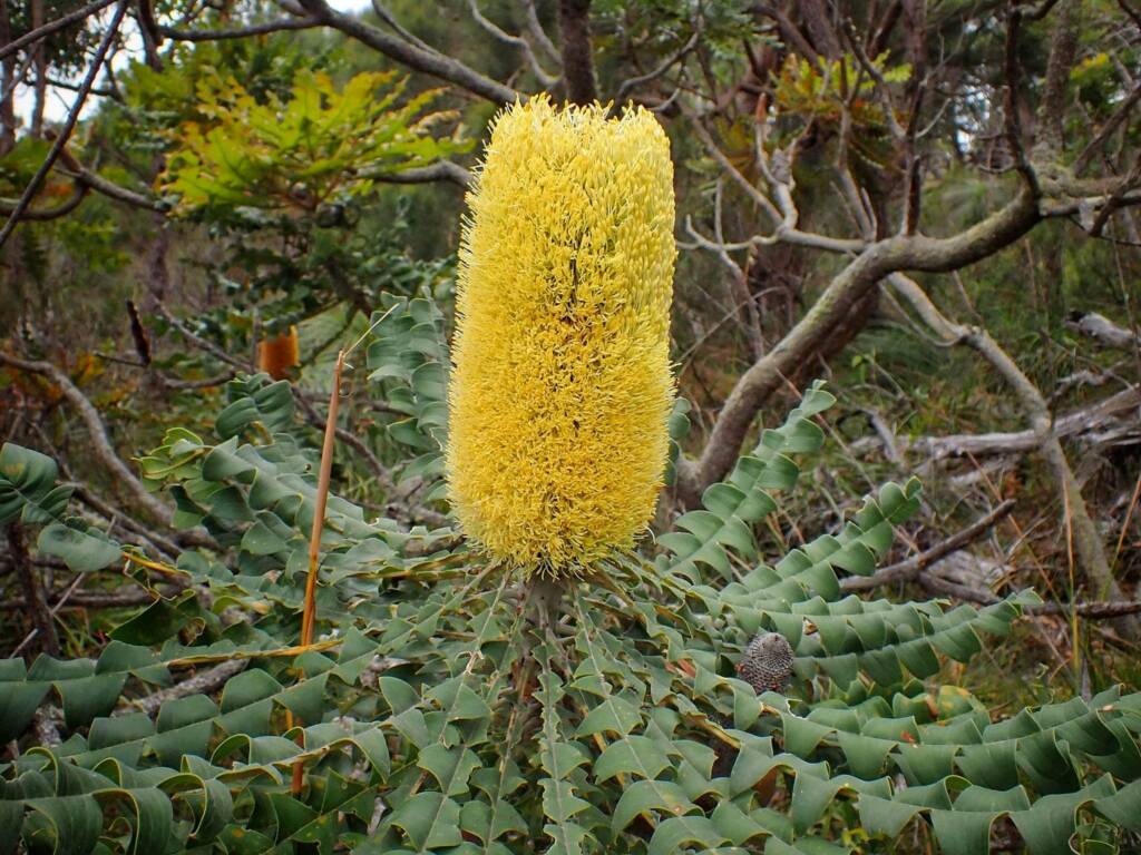 Banksia grandis (Bull Banksia), Great Southern Region WA © Terry Dunham