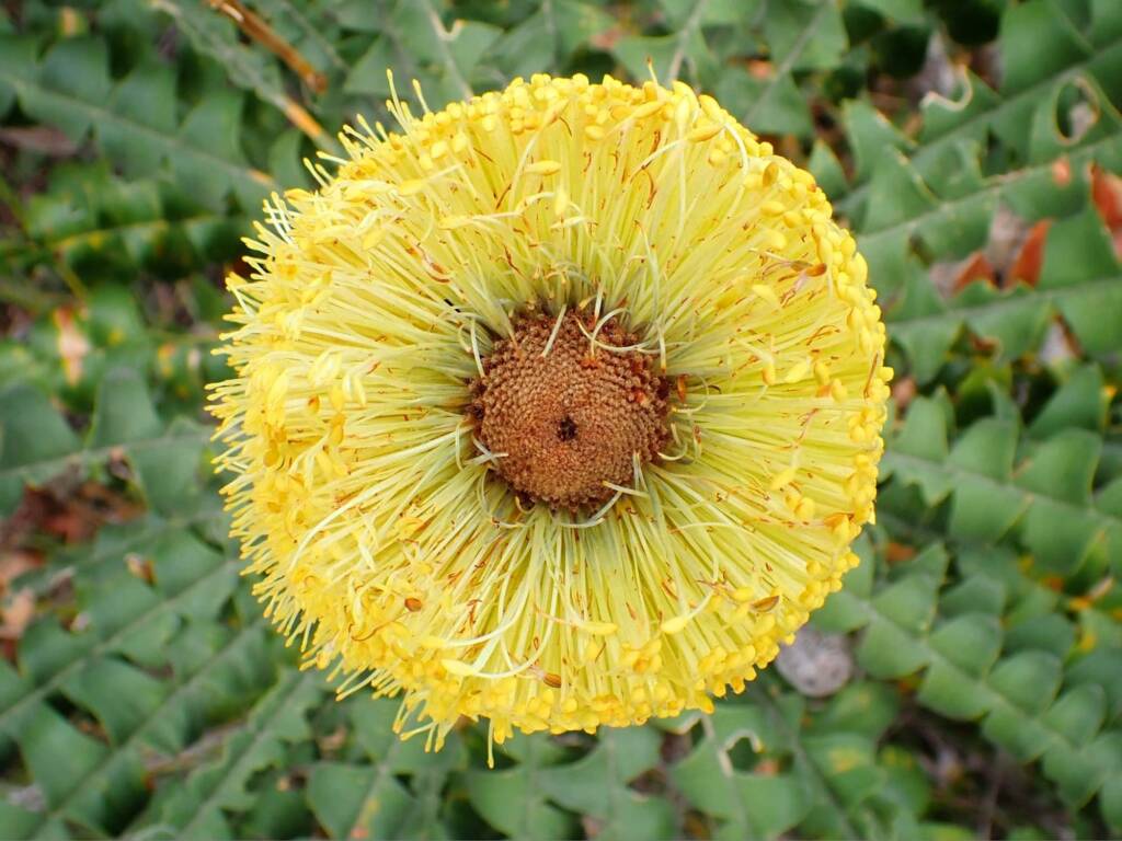 Banksia grandis (Bull Banksia), Great Southern Region WA © Terry Dunham