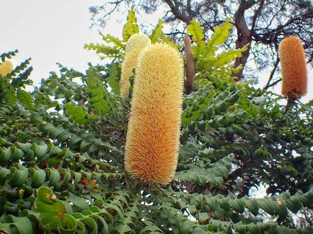 Banksia grandis (Bull Banksia), Great Southern Region WA © Terry Dunham