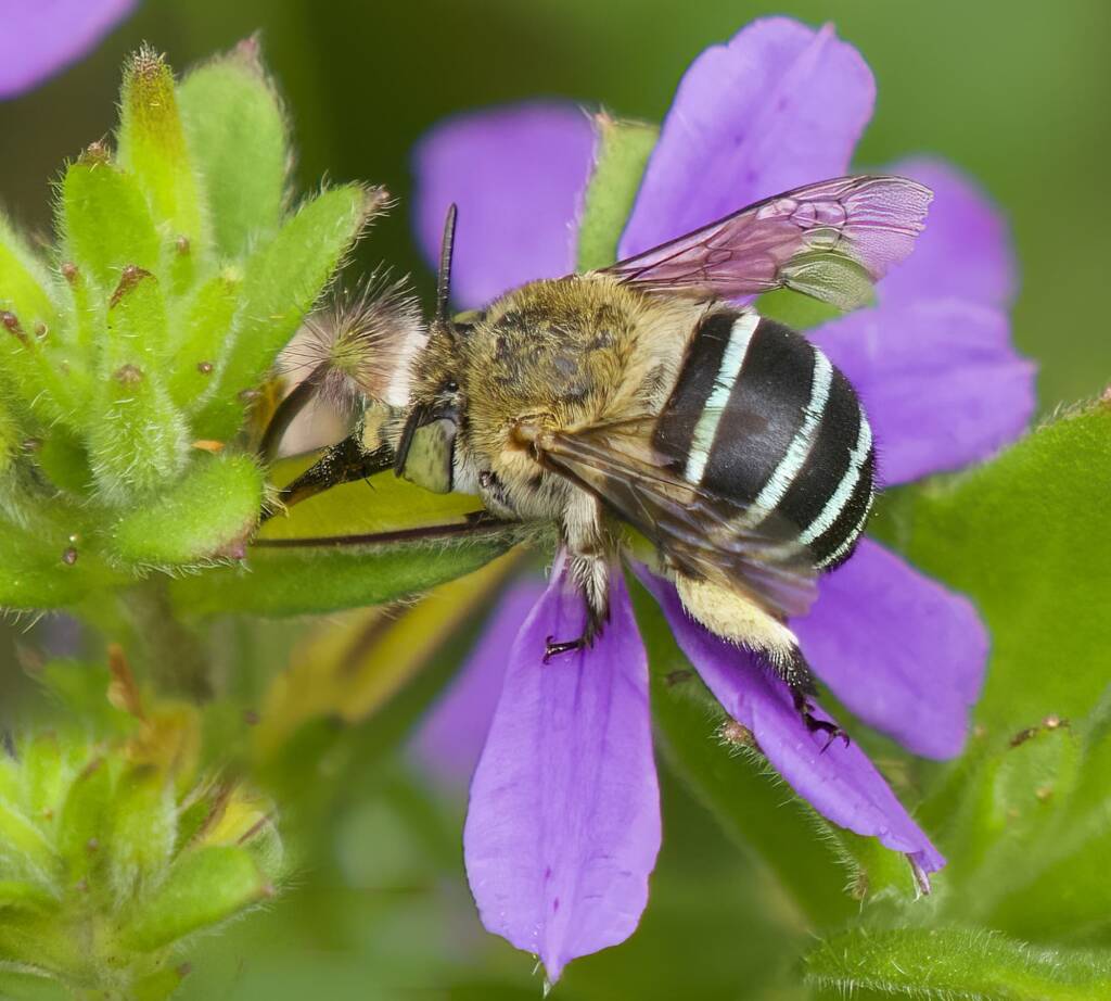 Blue-banded Bee (Amegilla sp) on Scaevola flower © Phil Warburton