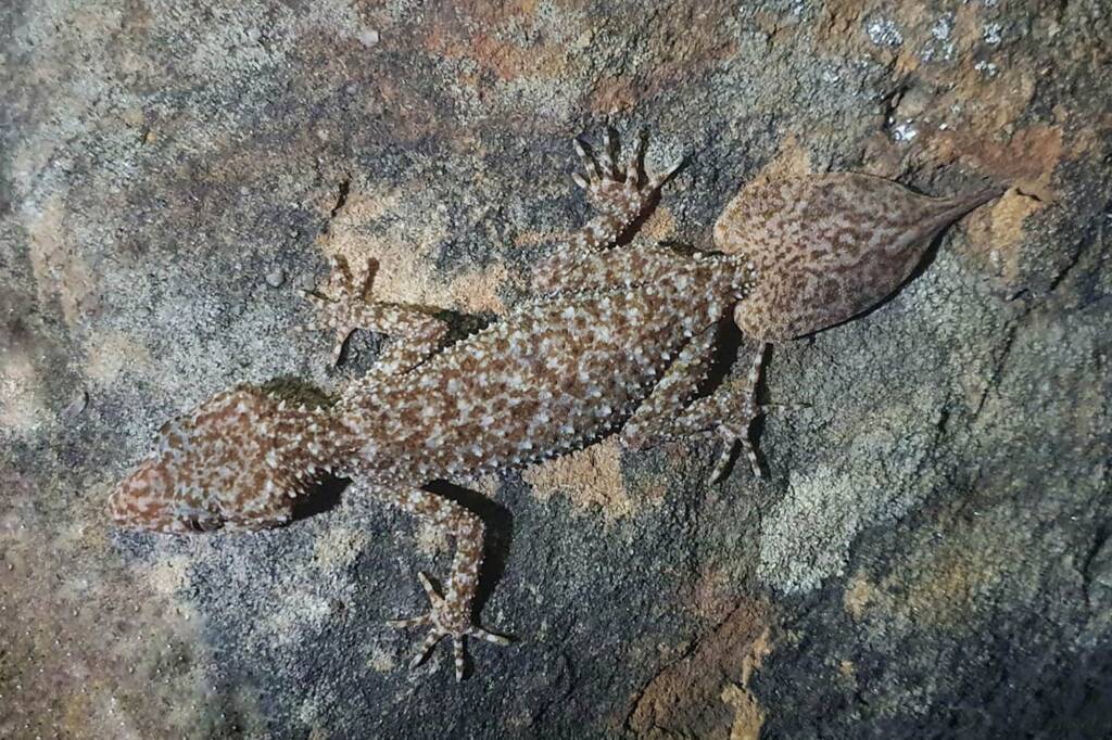 Broad-tailed Gecko (Phyllurus platurus), Central Coast NSW © Michael Doe