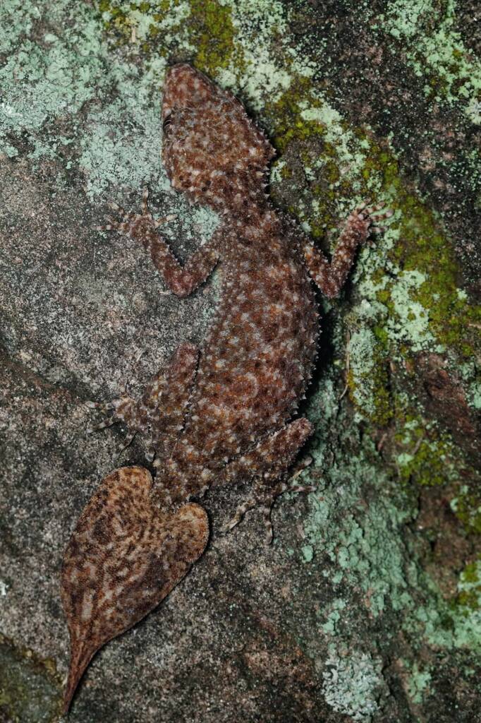 Broad-tailed Gecko (Phyllurus platurus), Central Coast NSW © Michael Doe