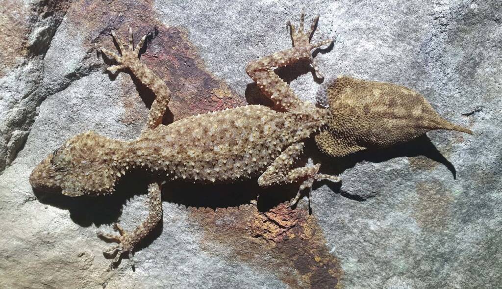 Broad-tailed Gecko (Phyllurus platurus), Woy Woy Bay NSW © Michael Doe