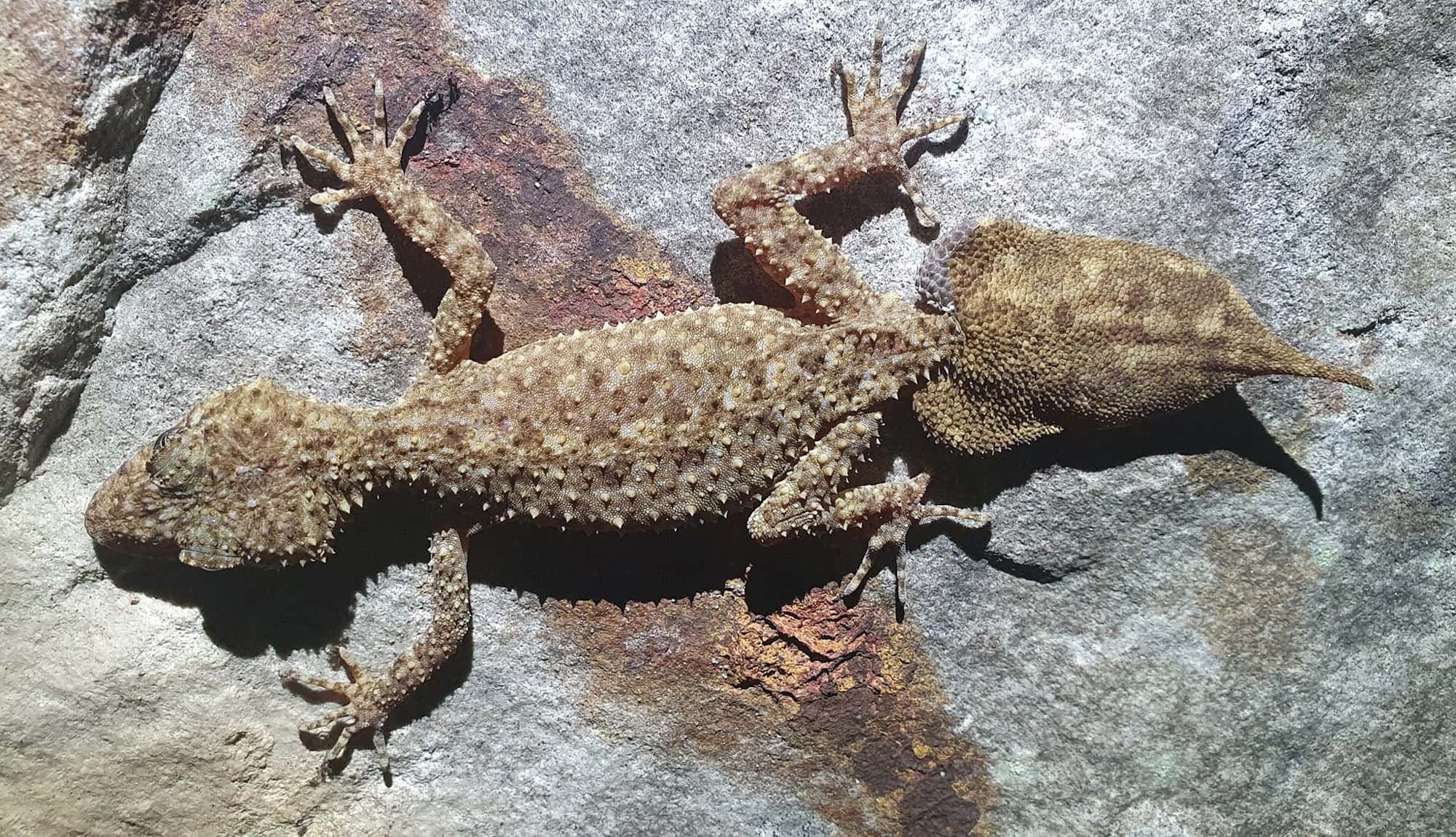 Broad-tailed Gecko (Phyllurus platurus), Woy Woy Bay NSW © Michael Doe