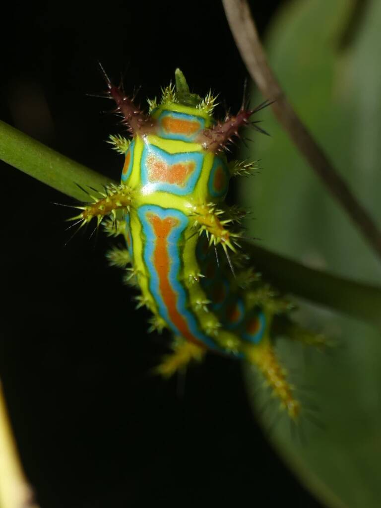 Wattle Cup Caterpillar (Calcarifera ordinata), Gold Coast QLD © Stefan Jones