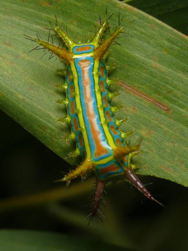 Wattle Cup Caterpillar (Calcarifera ordinata), Gold Coast QLD © Stefan Jones