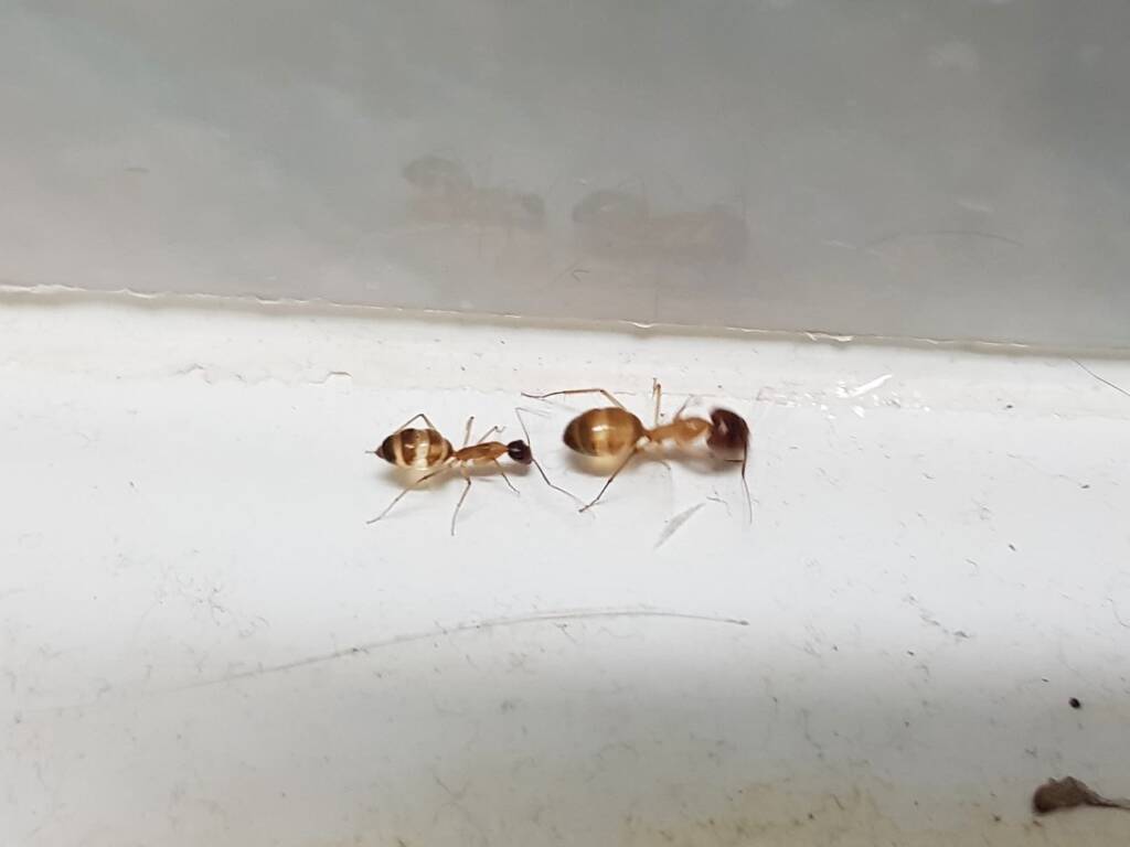 Camponotus novaehollandiae Group, Alice Springs NT