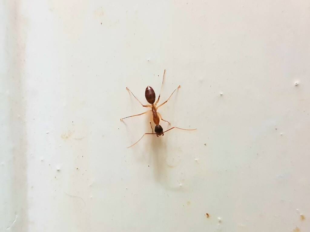 Camponotus novaehollandiae Group, Alice Springs NT