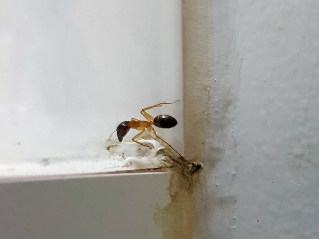 Camponotus novaehollandiae Group, Alice Springs NT