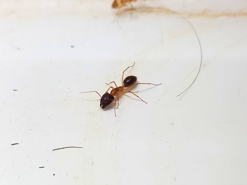Camponotus novaehollandiae Group, Alice Springs NT