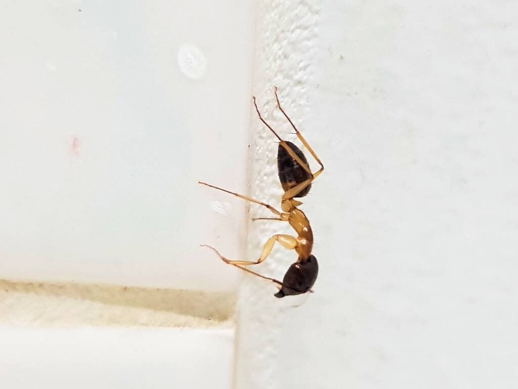 Camponotus novaehollandiae Group, Alice Springs NT