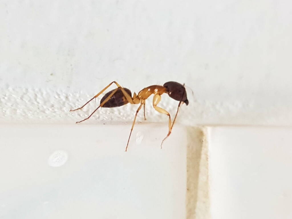 Camponotus novaehollandiae Group, Alice Springs NT