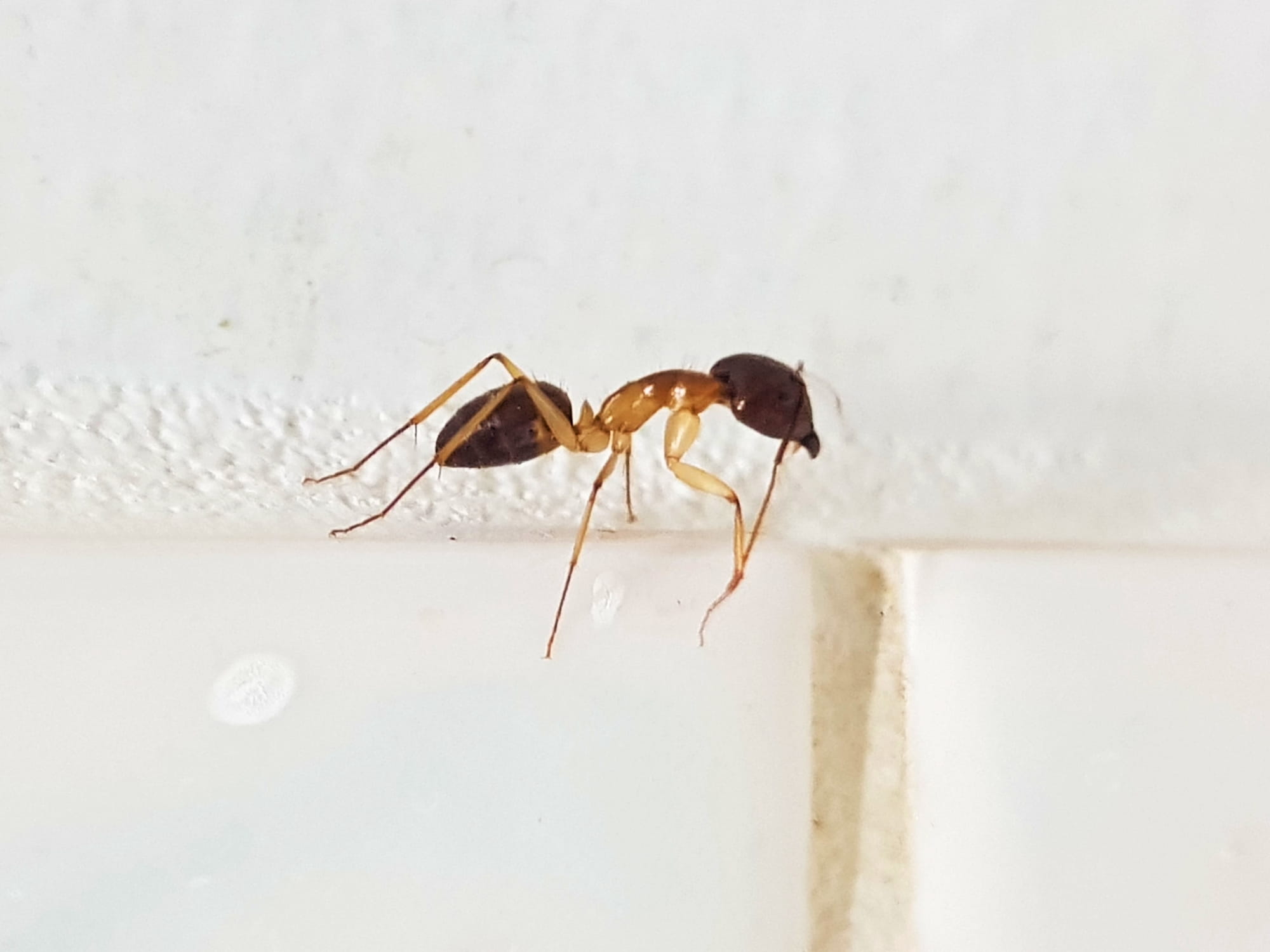 Camponotus novaehollandiae Group, Alice Springs NT