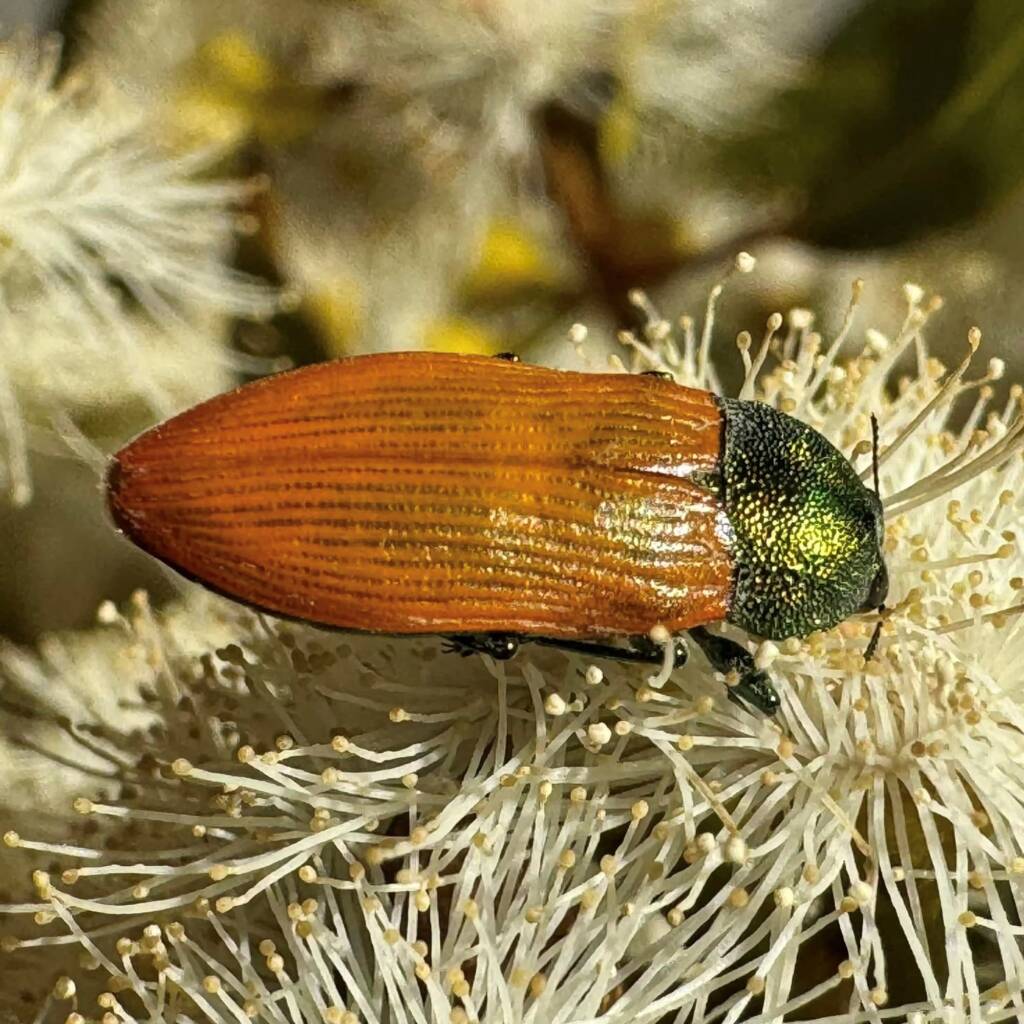 Castiarina subtincta, Newdegate WA © Mark Hanlon