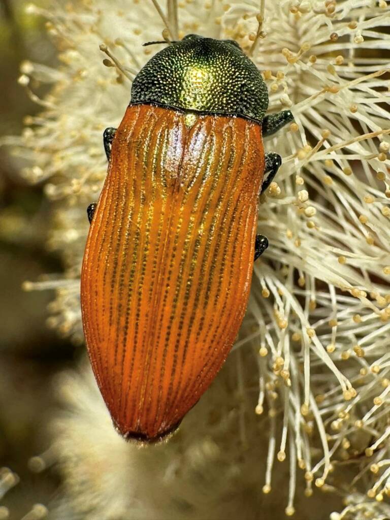 Castiarina subtincta, Newdegate WA © Mark Hanlon