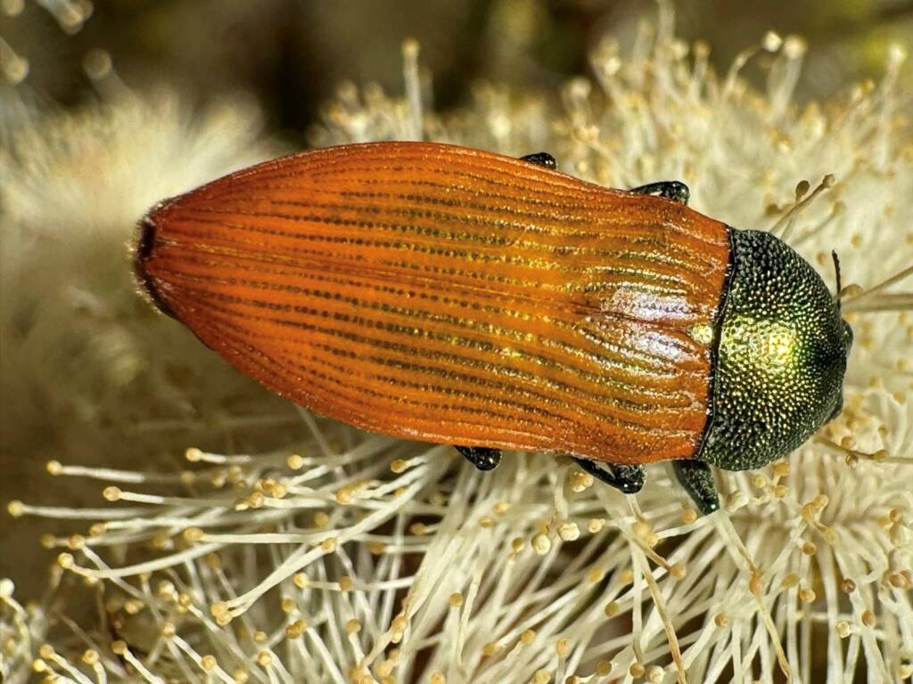 Castiarina subtincta, Newdegate WA © Mark Hanlon