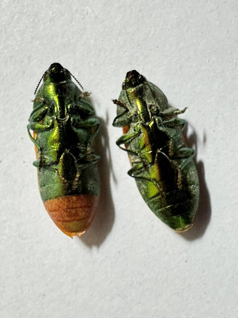 Castiarina subtincta (male and female), Newdegate WA © Mark Hanlon