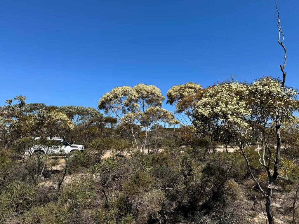 Mallee flowering in the Great Southern WA © Mark Hanlon