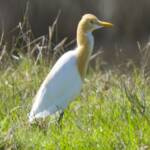 Cattle Egret (Ardea ibis), Eurobodalla National Park NSW © Phil Warburton