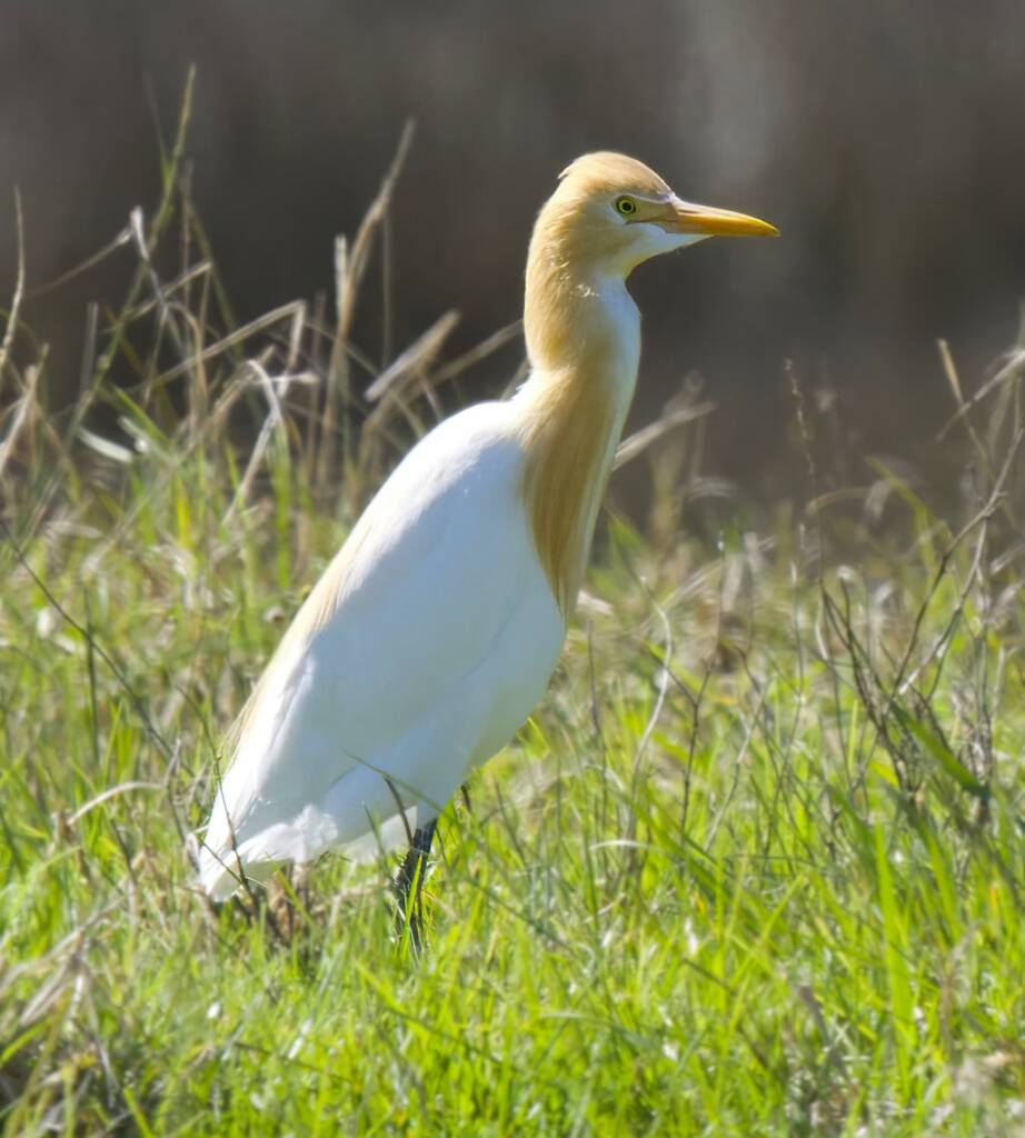 Cattle Egret (Ardea ibis), Eurobodalla National Park NSW © Phil Warburton