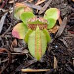 Cephalotus follicularis (Western Australian Pitcher plants), WA © Terry Dunham