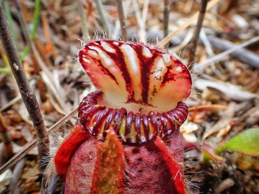Cephalotus follicularis (Western Australian Pitcher plants), WA © Terry Dunham