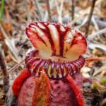 Cephalotus follicularis (Western Australian Pitcher plants), WA © Terry Dunham