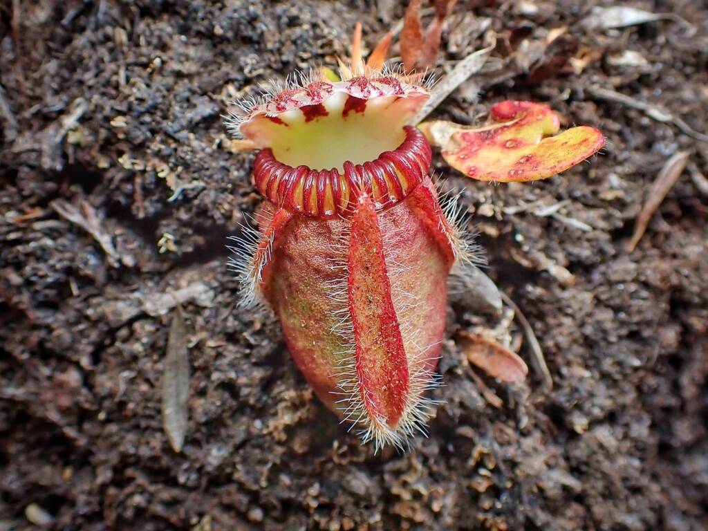 Cephalotus follicularis (Western Australian Pitcher plants), WA © Terry Dunham