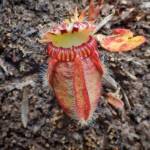 Cephalotus follicularis (Western Australian Pitcher plants), WA © Terry Dunham