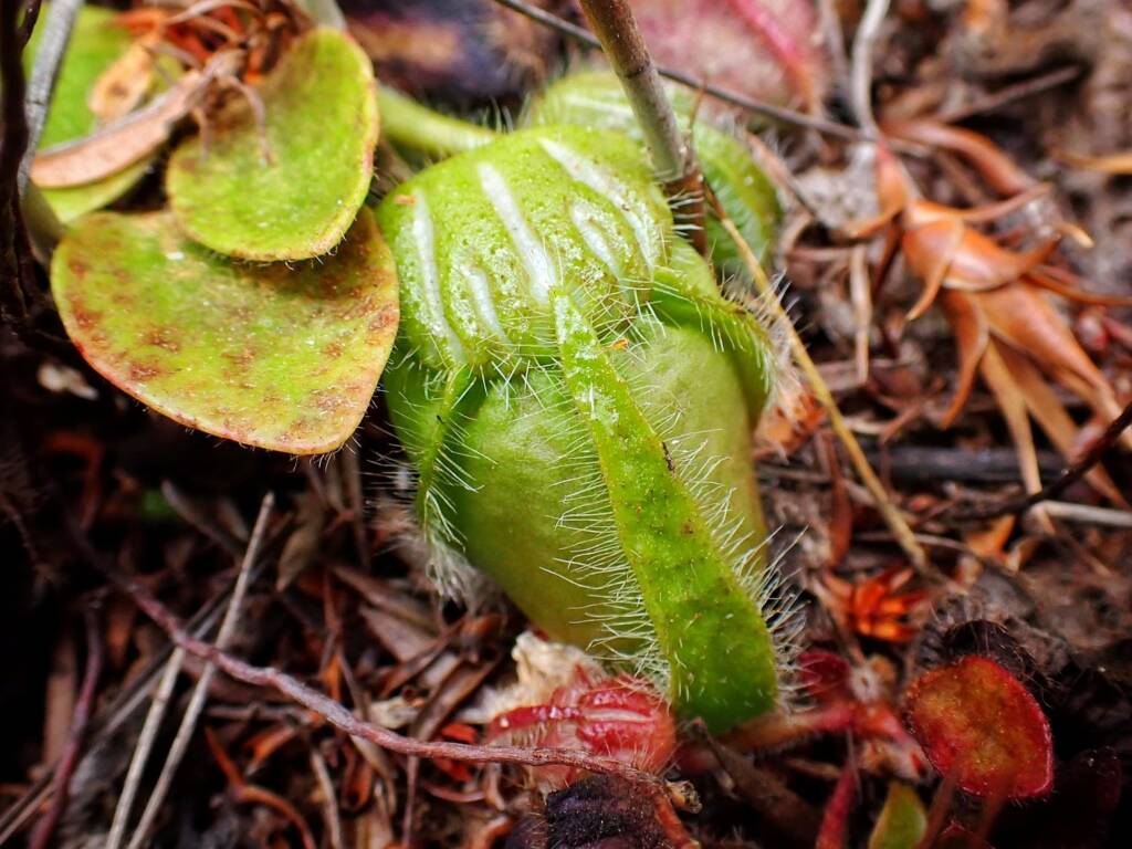 Cephalotus follicularis (Western Australian Pitcher plants), WA © Terry Dunham