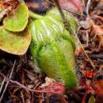 Cephalotus follicularis (Western Australian Pitcher plants), WA © Terry Dunham