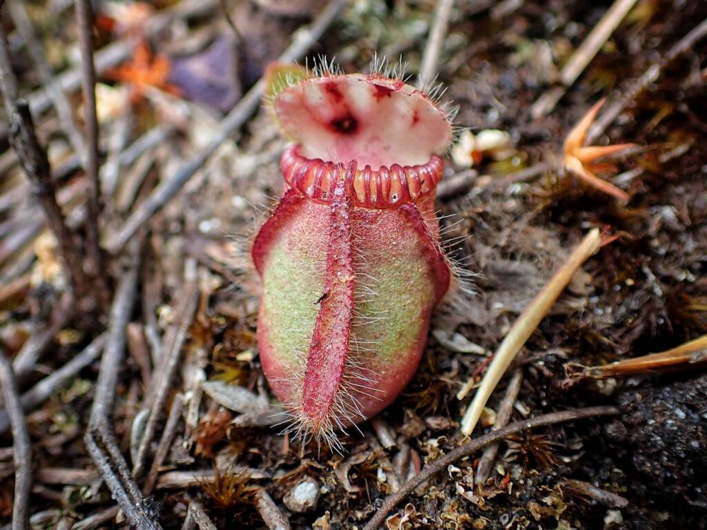 Cephalotus follicularis (Western Australian Pitcher plants), WA © Terry Dunham