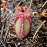 Cephalotus follicularis (Western Australian Pitcher plants), WA © Terry Dunham