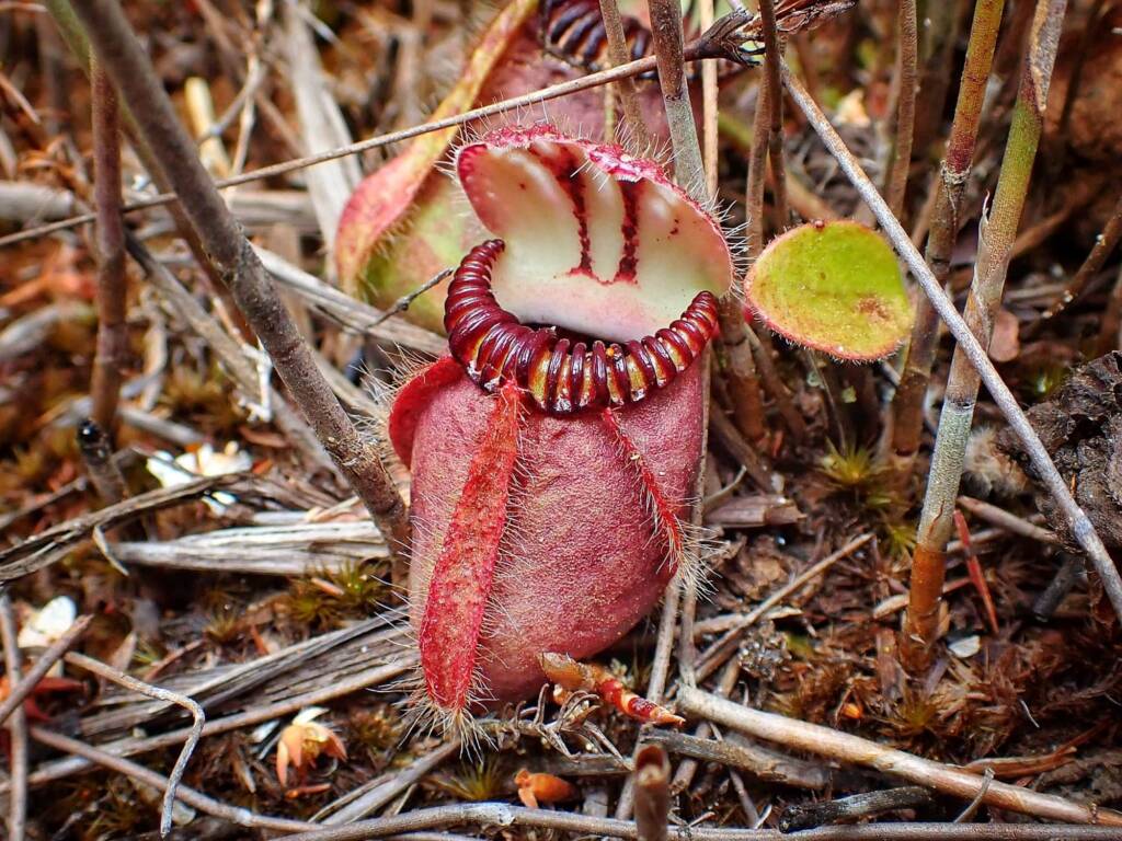 Cephalotus follicularis (Western Australian Pitcher plants), WA © Terry Dunham