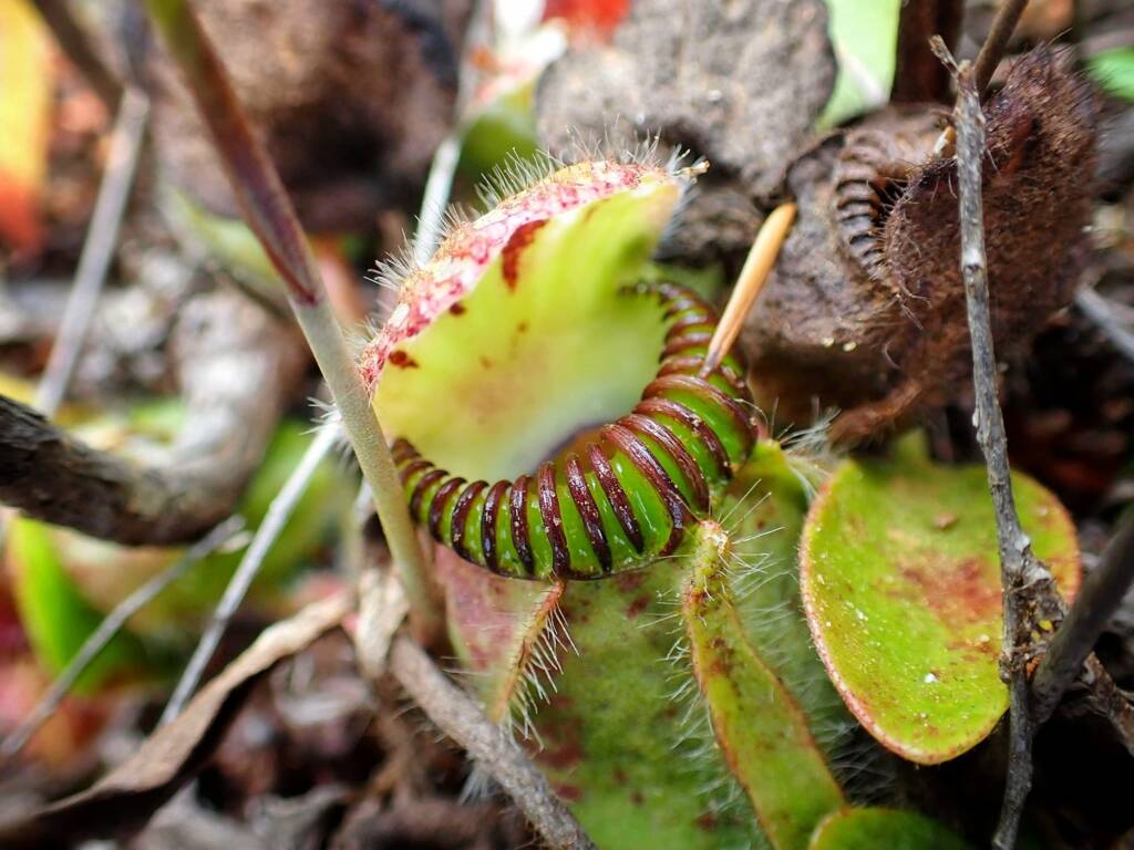Cephalotus follicularis (Western Australian Pitcher plants), WA © Terry Dunham