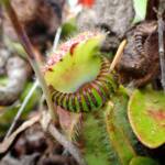Cephalotus follicularis (Western Australian Pitcher plants), WA © Terry Dunham