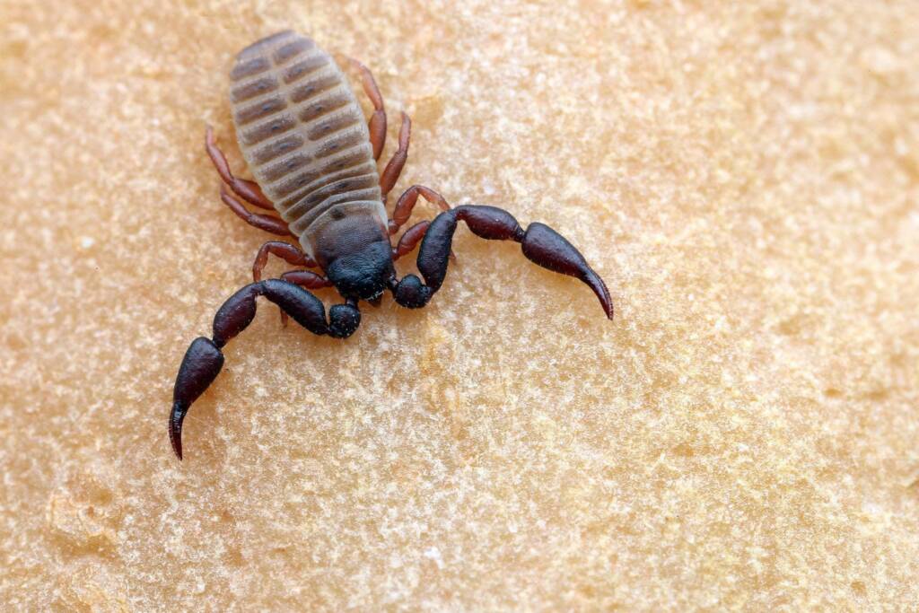 Chernetid Pseudoscorpions (order Pseudoscorpiones), Central Coast NSW © Michael Doe