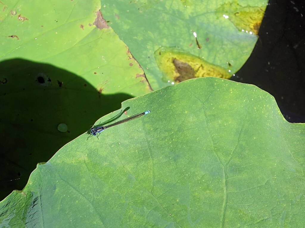 Common Bluetail Damselfly (Ischnura heterosticta), Chinese Garden of Friendship, Darling Square NSW