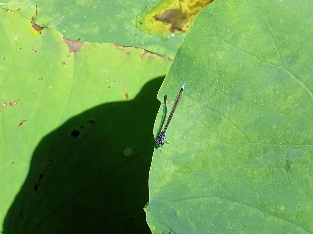 Common Bluetail Damselfly (Ischnura heterosticta), Chinese Garden of Friendship, Darling Square NSW