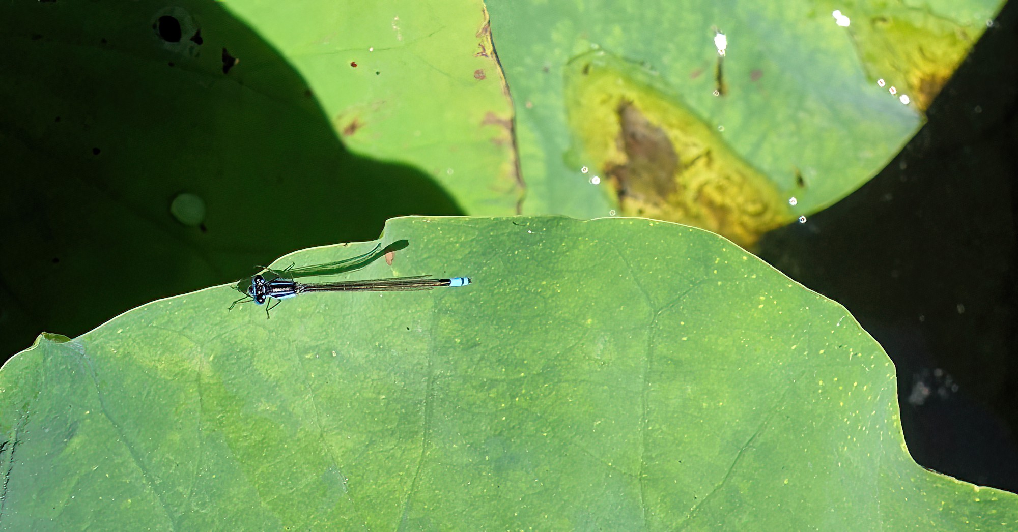 Common Bluetail Damselfly (Ischnura heterosticta), Chinese Garden of Friendship, Darling Square NSW