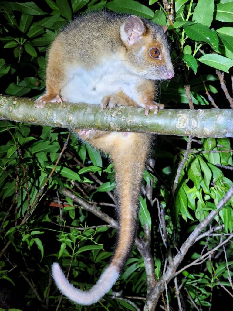 Common Brushtail Possum (Trichosurus vulpecula) with juvenile, Woy Woy Bay NSW © Michael Doe