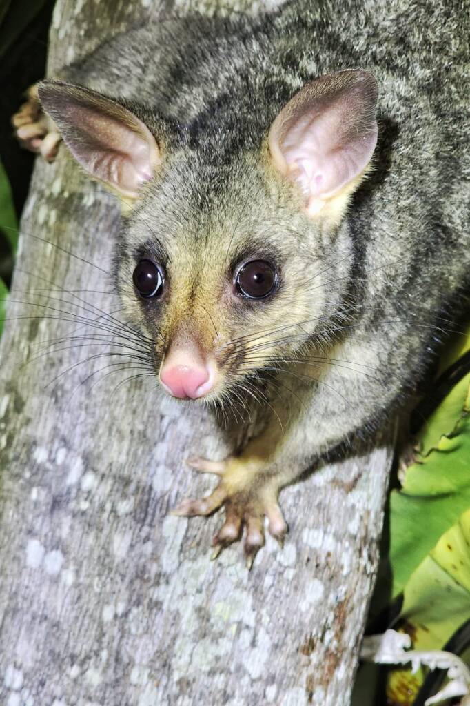 Common Brushtail Possum (Trichosurus vulpecula), Woy Woy Bay NSW © Michael Doe
