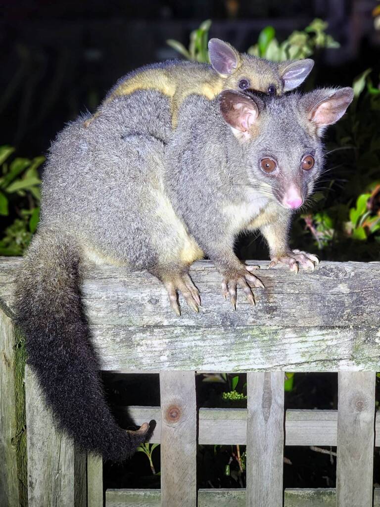 Common Brushtail Possum (Trichosurus vulpecula) with juvenile, Woy Woy Bay NSW © Michael Doe
