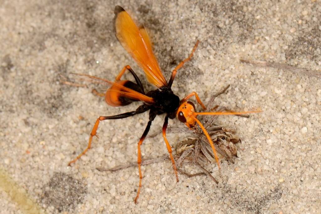 Cryptocheilus fabricolor, Talbot Road Reserve, Stratton WA © Jean and Fred Hort