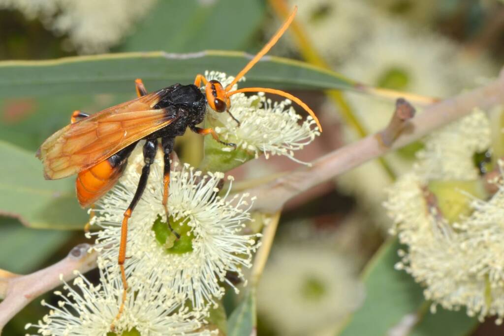 Cryptocheilus fabricolor, Bullsbrook Nature Reserve WA © Jean and Fred Hort