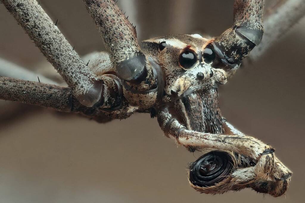 Net-casting Spider (Deinopis subrufa), Woy Woy Bay NSW © Michael Doe