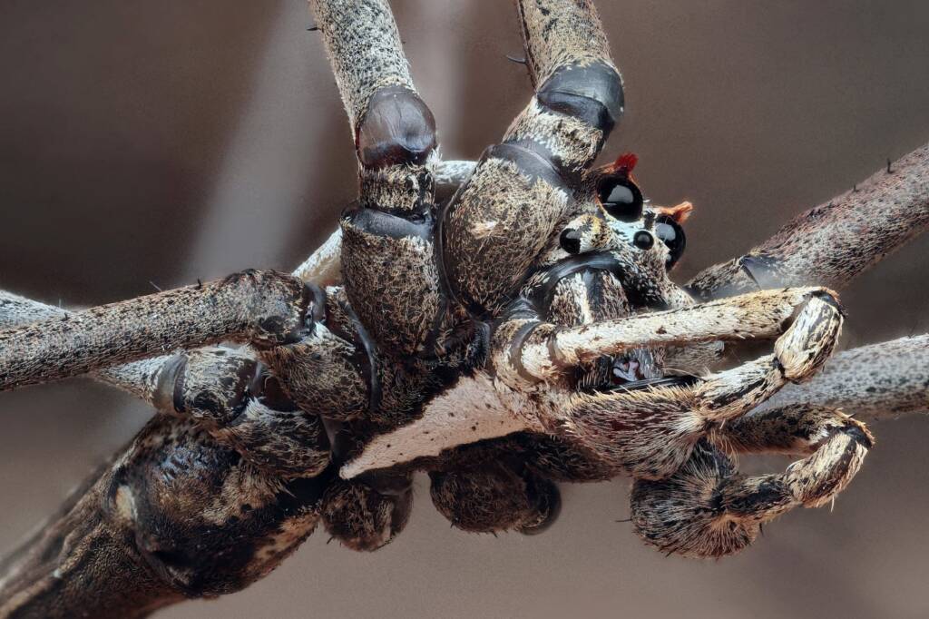Net-casting Spider (Deinopis subrufa), Woy Woy Bay NSW © Michael Doe