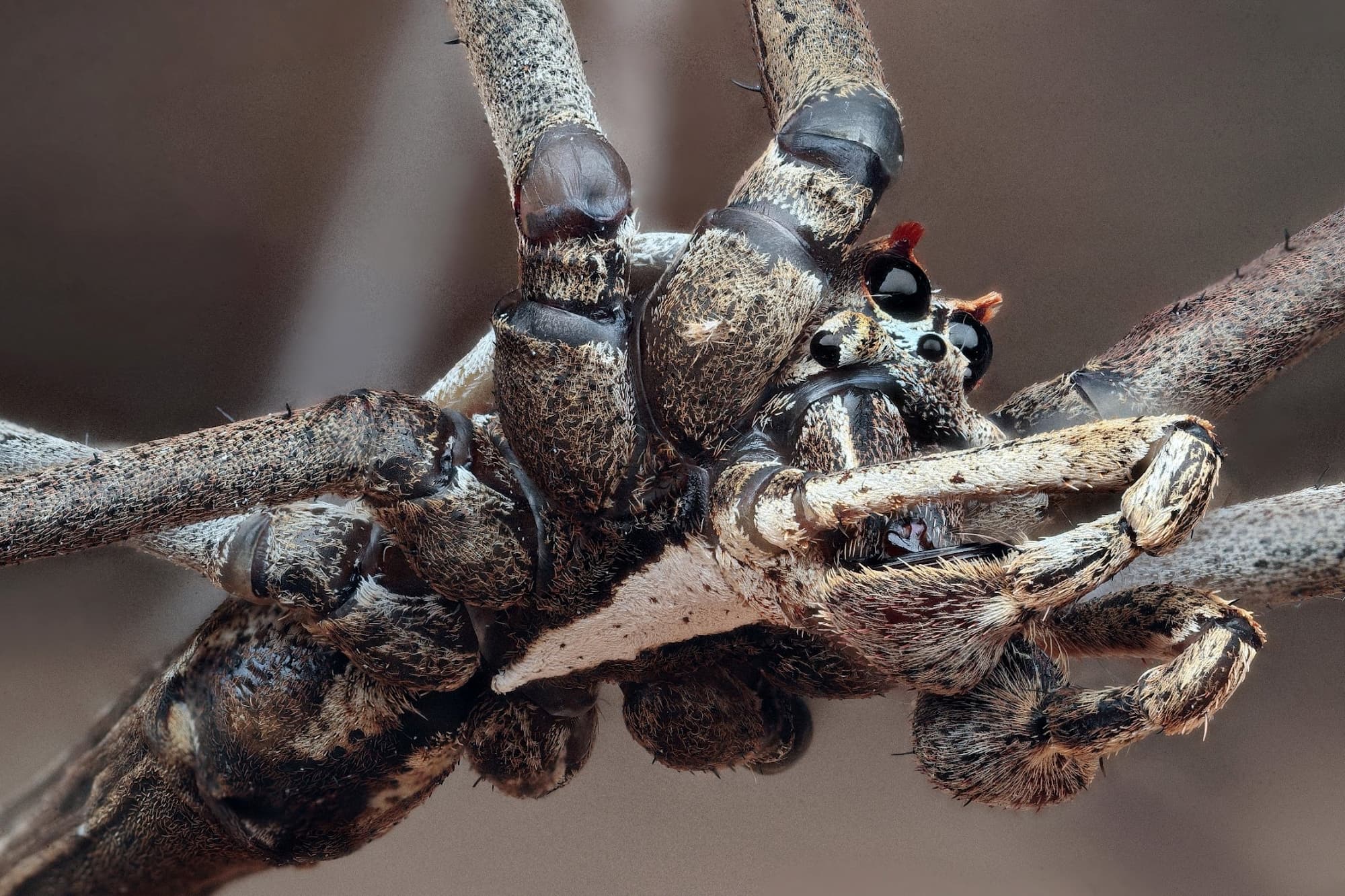 Net-casting Spider (Deinopis subrufa), Woy Woy Bay NSW © Michael Doe